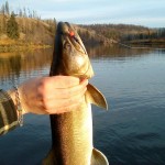 Some super trout fishing is available